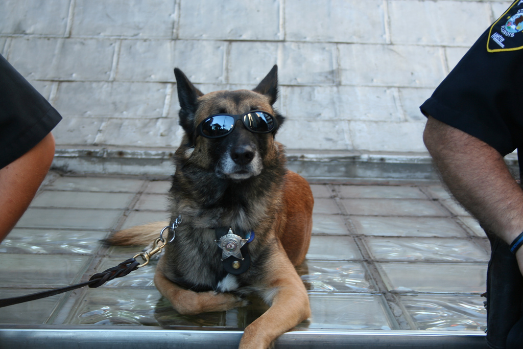 funny police dog pics | K9 PRIDE